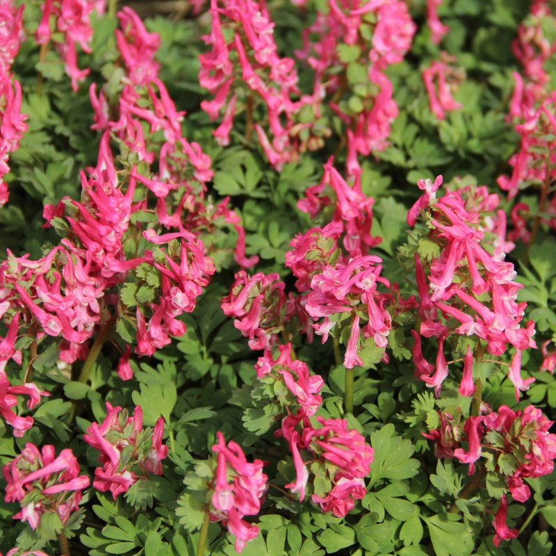 Corydalis solida 'Beth Evans'