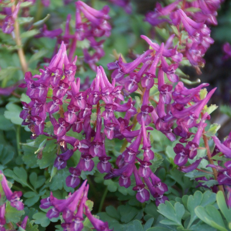 Corydalis solida 'Purple Bird' 