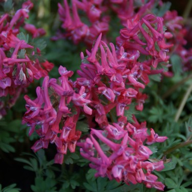Corydalis solida 'Transsylvanica'