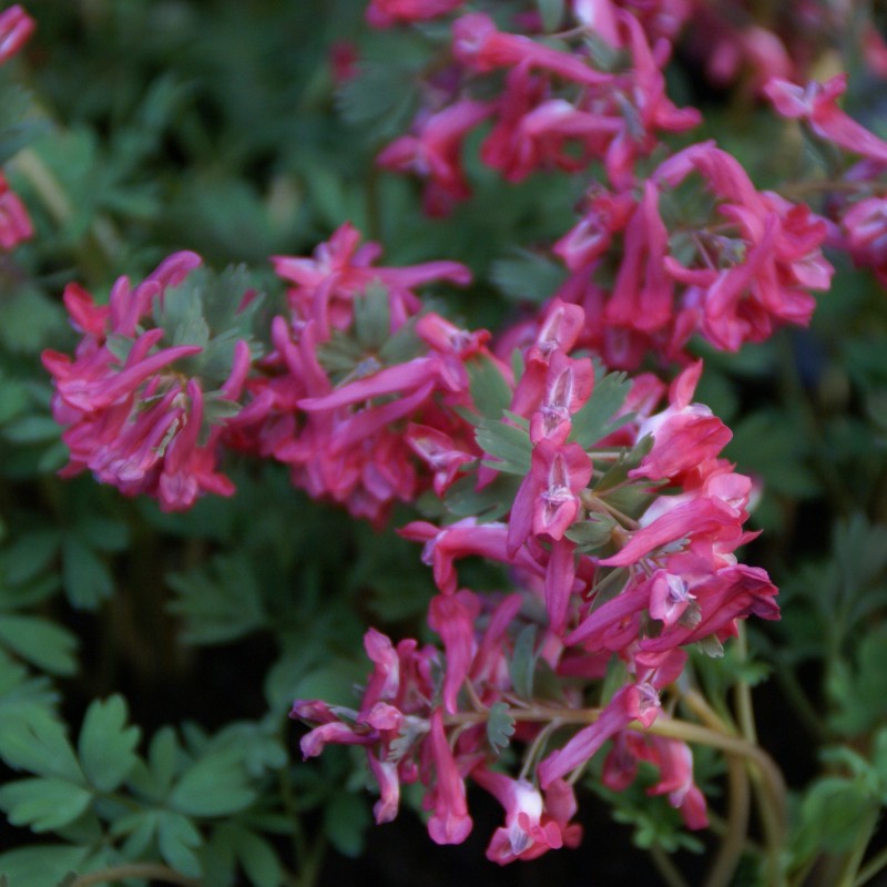 Corydalis solida 'Transsylvanica' Corydalis solida 'Transsylvanica'