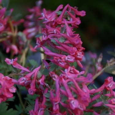 Corydalis solida 'Transsylvanica' Corydalis solida 'Transsylvanica'