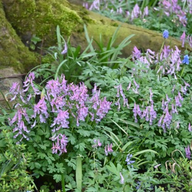 Corydalis solida subsp. solida