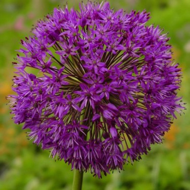 Allium jesdianum 'Purple King'