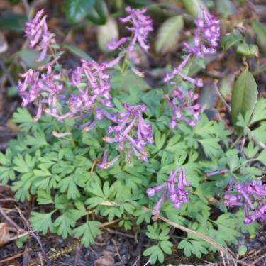 Corydalis solida subsp. solida