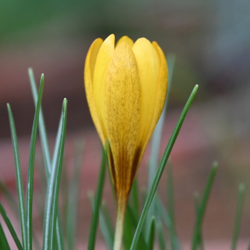 Crocus gembosii 'Golden Delight' Crocus gembosii 'Golden Delight'