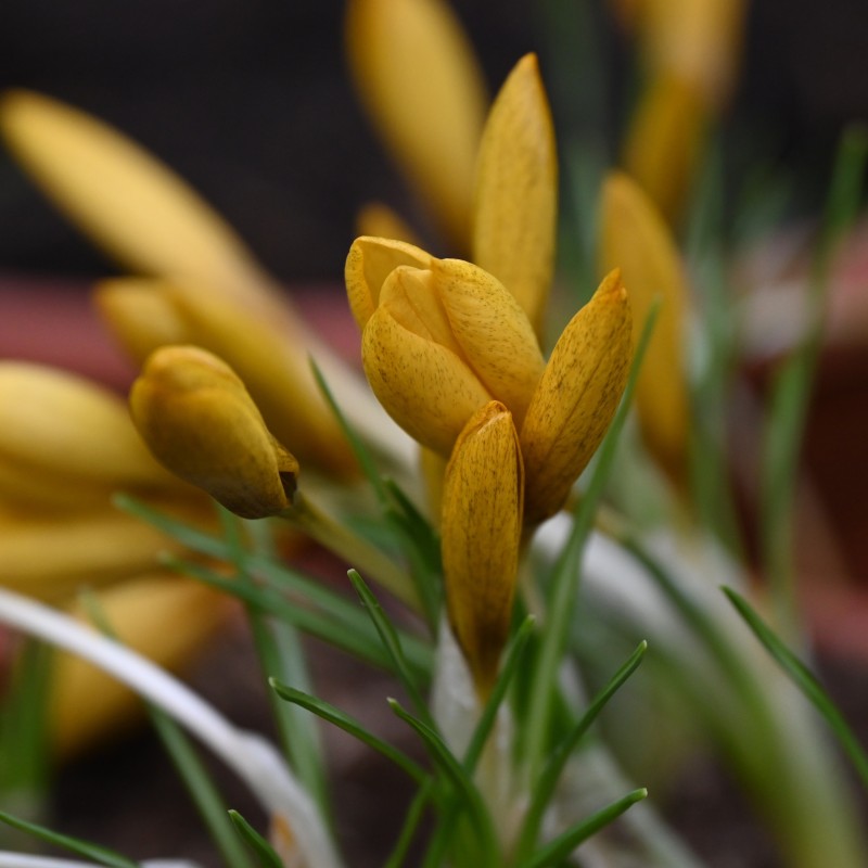 Crocus gembosii 'Golden Delight' Crocus gembosii 'Golden Delight'