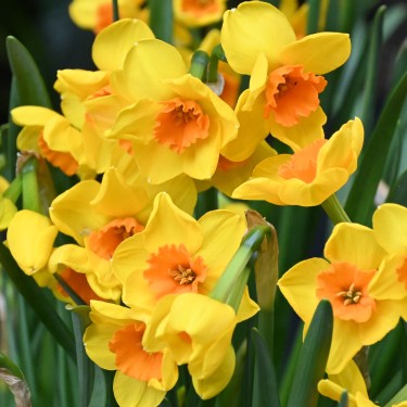 Narcissus 'Morning Blaze'