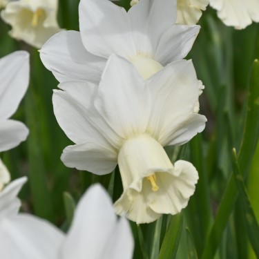 Narcissus 'Ouzel'