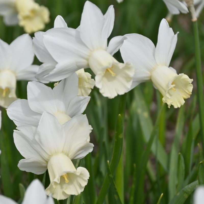 Narcissus 'Ouzel'
