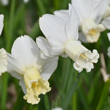Narcissus 'Ouzel'