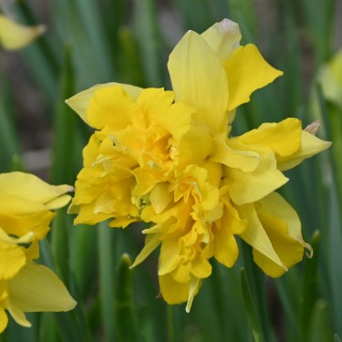 Narcissus pseudonarcissus -double form-