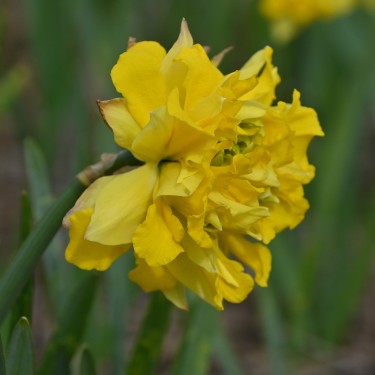 Narcissus pseudonarcissus -double form-