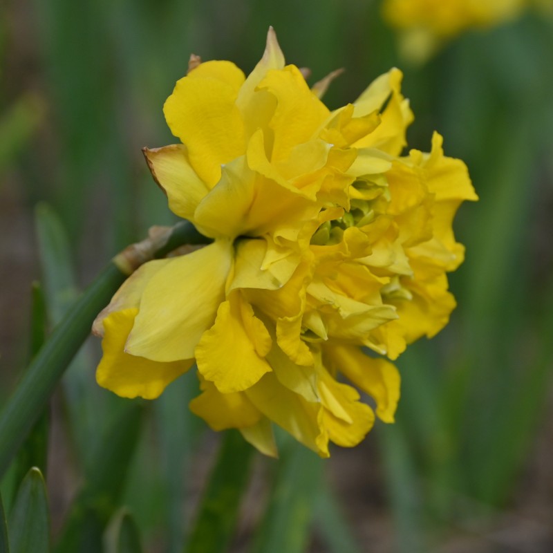 Narcissus pseudonarcissus -double form-