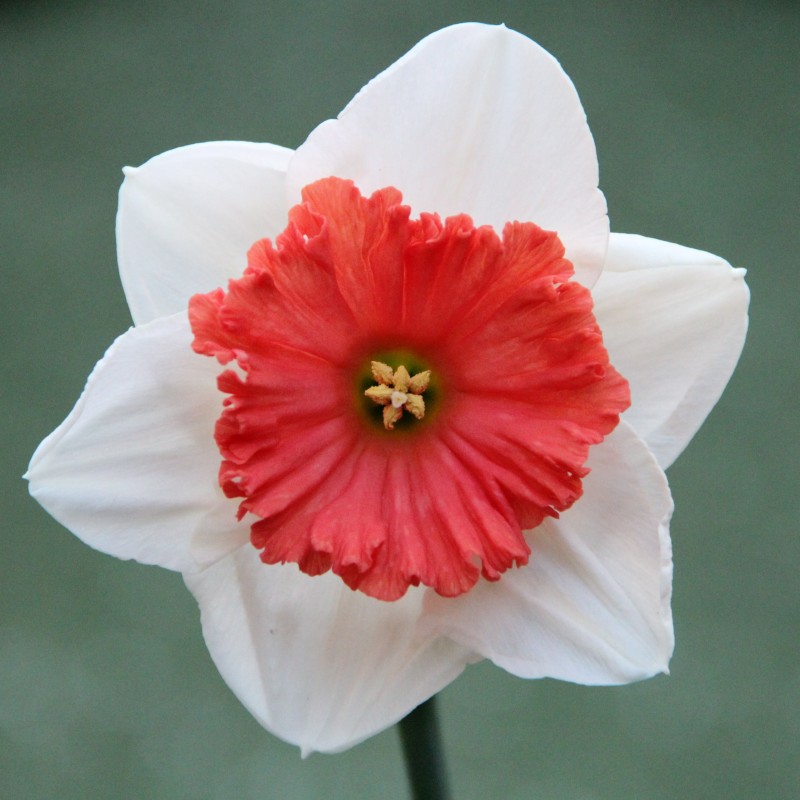 Narcissus 'Riot'