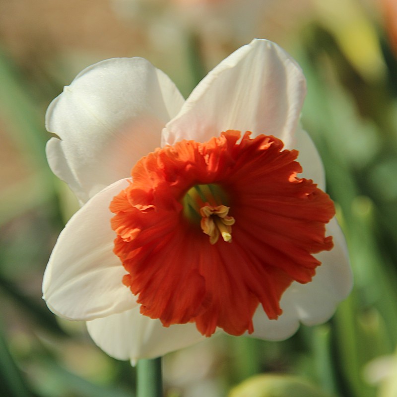 Narcissus 'Riot'