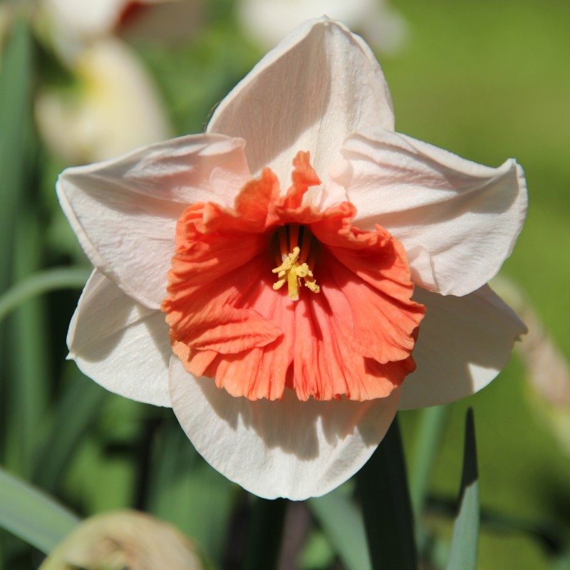 Narcissus 'Riot'