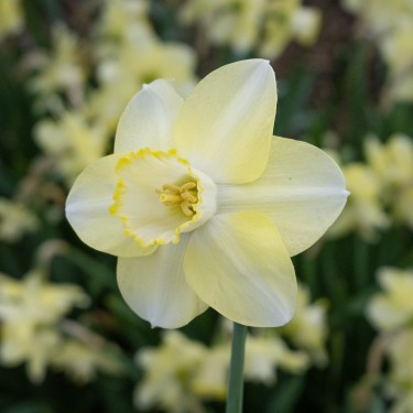 Narcissus 'Scrumpy'