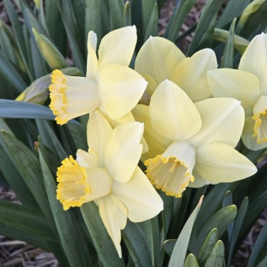 Narcissus 'Scrumpy' Narcissus 'Scrumpy'