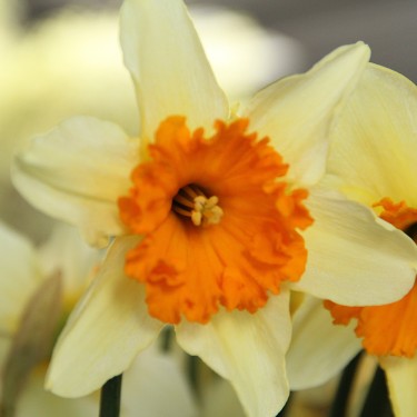 Narcissus 'Sempre Avanti'
