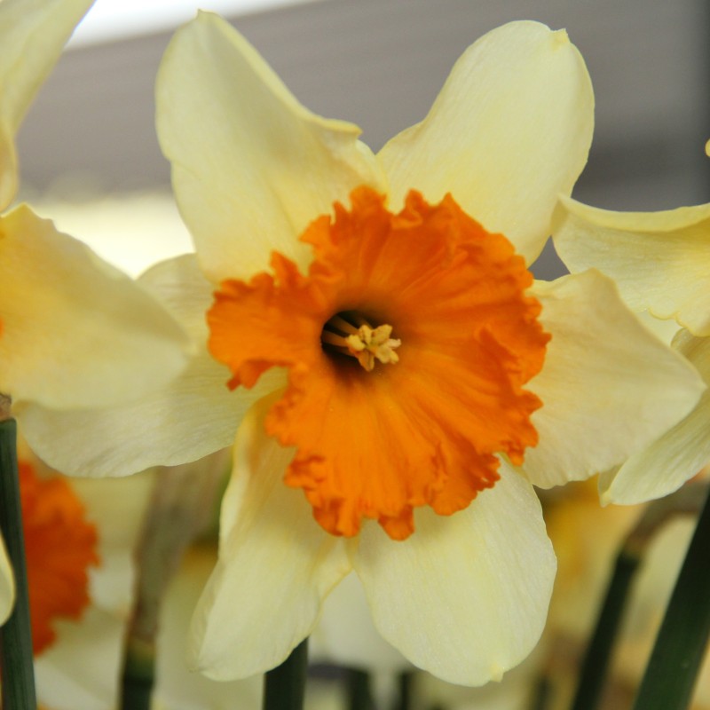 Narcissus 'Sempre Avanti'