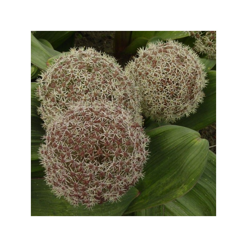 Allium karataviense