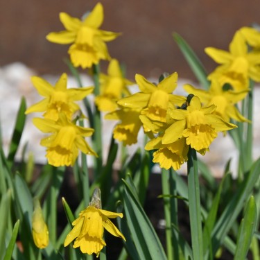 Narcissus 'Small Talk'