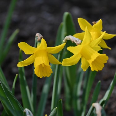 Narcissus 'Small Talk'