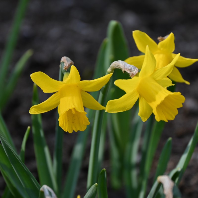 Narcissus 'Small Talk'