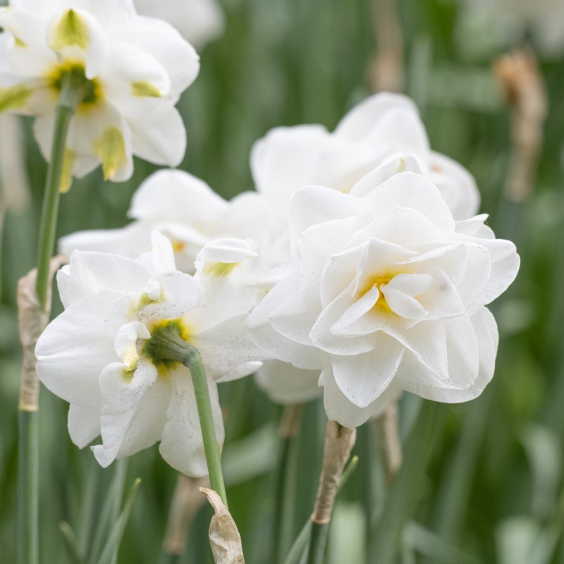 Narcissus 'Saint Claire'