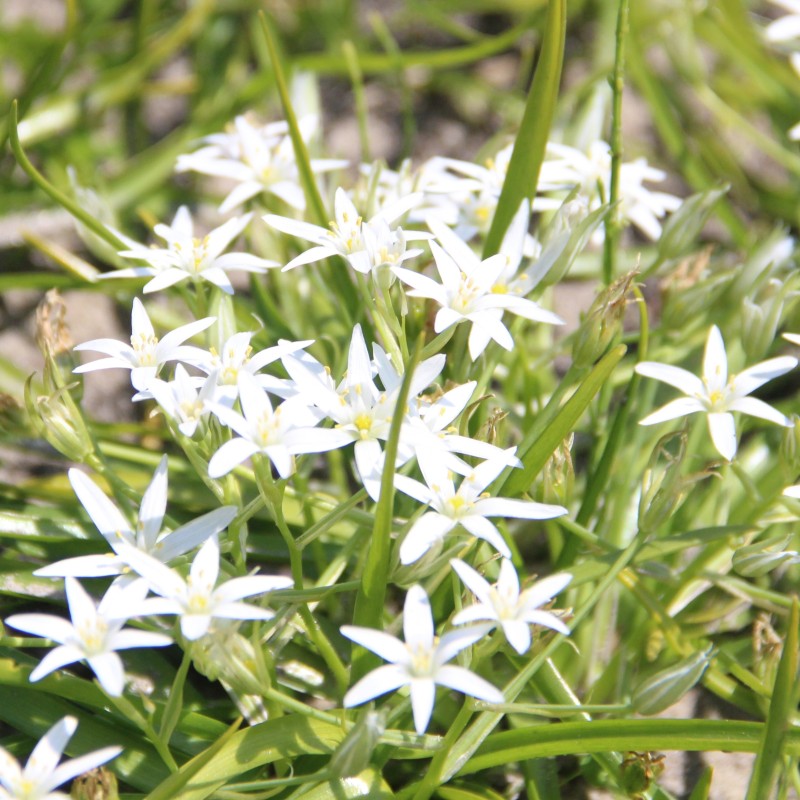 Ornithogalum montanum