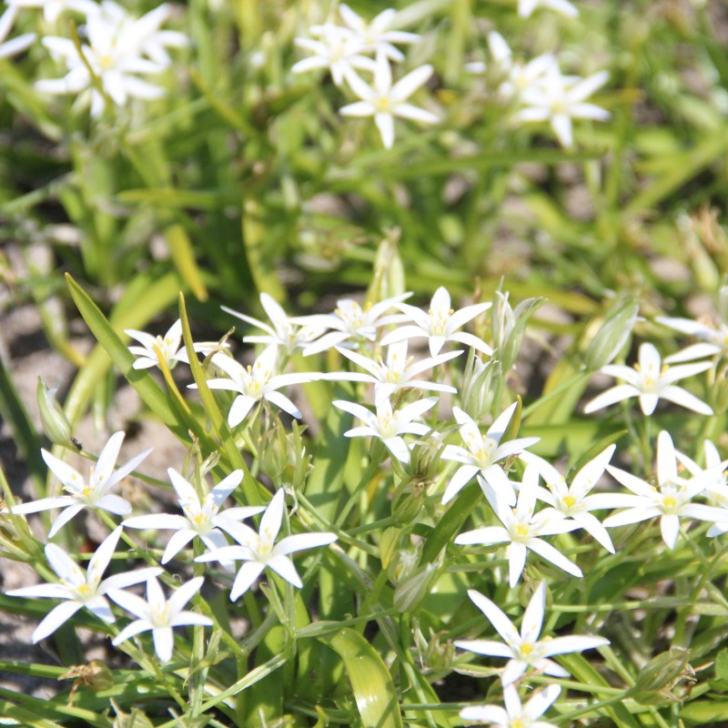 Ornithogalum montanum