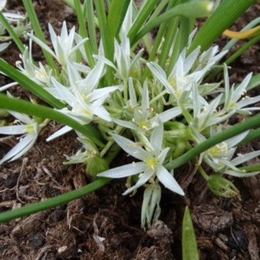 Ornithogalum refractum