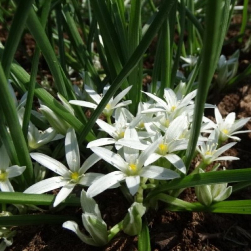 Ornithogalum sintenisii