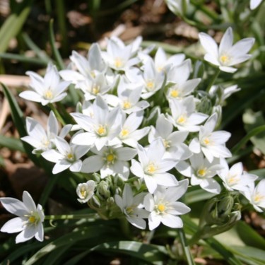 Ornithogalum platyphyllum