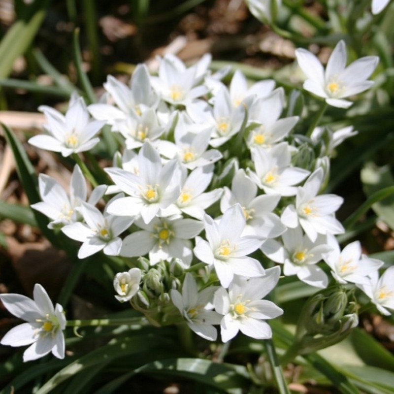 Ornithogalum platyphyllum