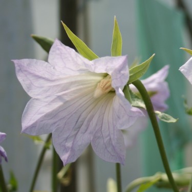 Ostrowskia magnifica
