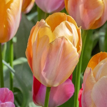Tulipa 'Apricot van Eijk'