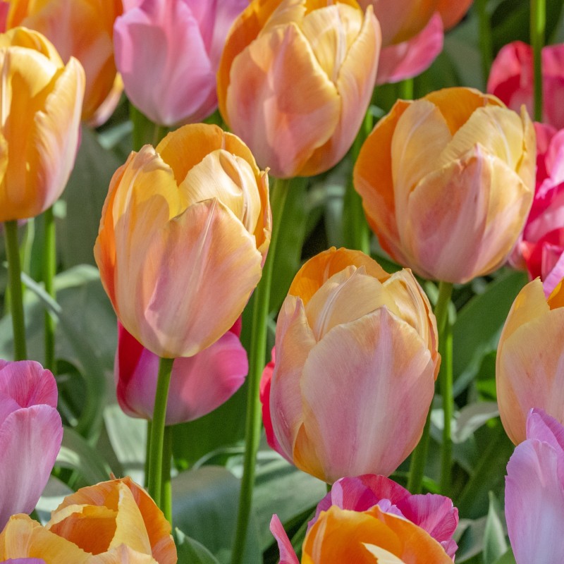 Tulipa 'Apricot van Eijk' Tulipa 'Apricot van Eijk'