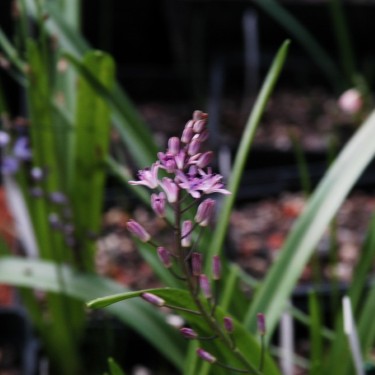 Prospero obtusifolium