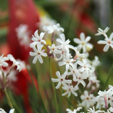 Tulbaghia comminsii -hybrid-
