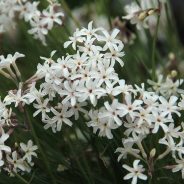 Tulbaghia comminsii -hybrid-