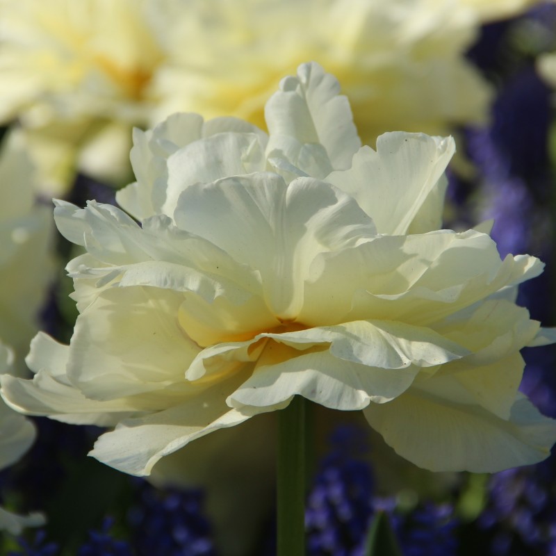 Tulipa 'Avant Garde'