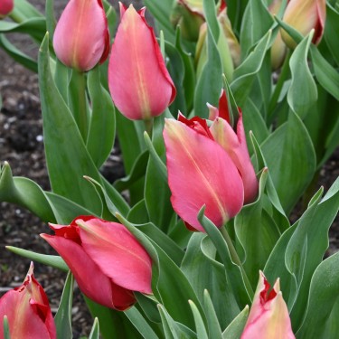 Tulipa confusa -red-