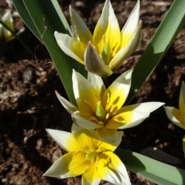 Tulipa dasystemonoides