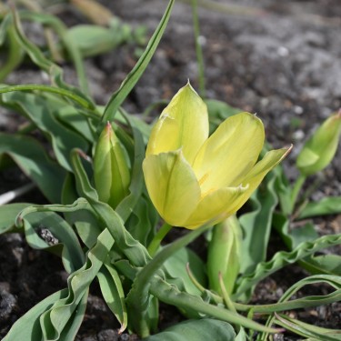 Tulipa galatica