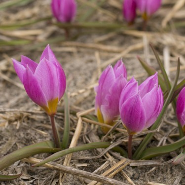 Tulipa humilis 'Helene'