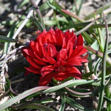 Tulipa humilis 'Samantha'