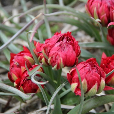 Tulipa humilis 'Samantha'