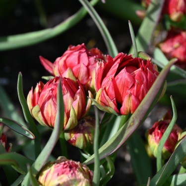 Tulipa humilis 'Samantha'