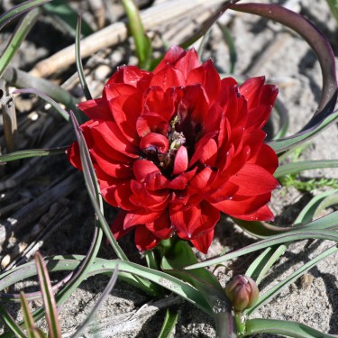 Tulipa humilis 'Samantha'